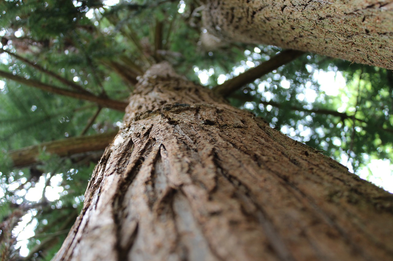 tree evergreen bark free photo