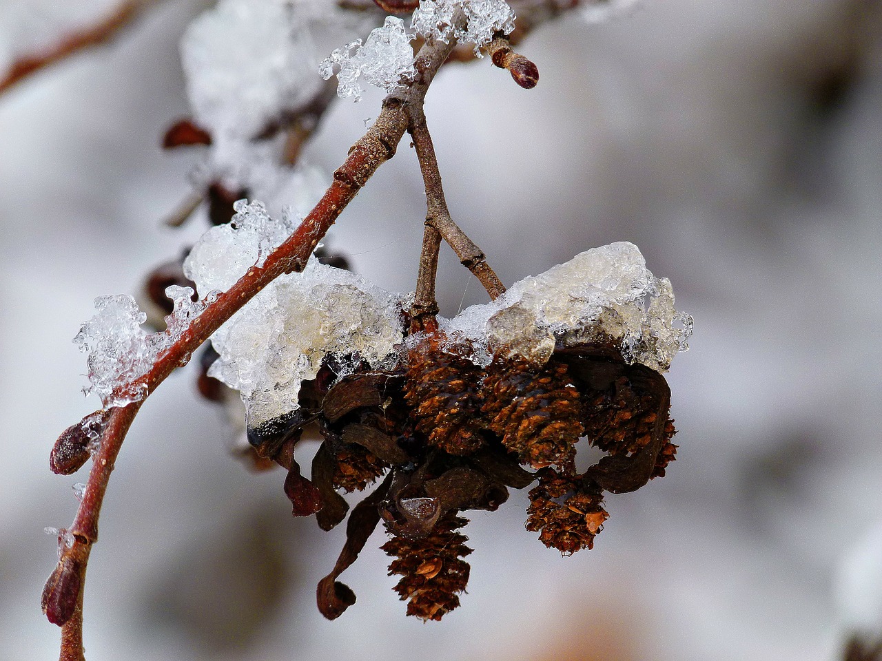 tree fruit plant free photo