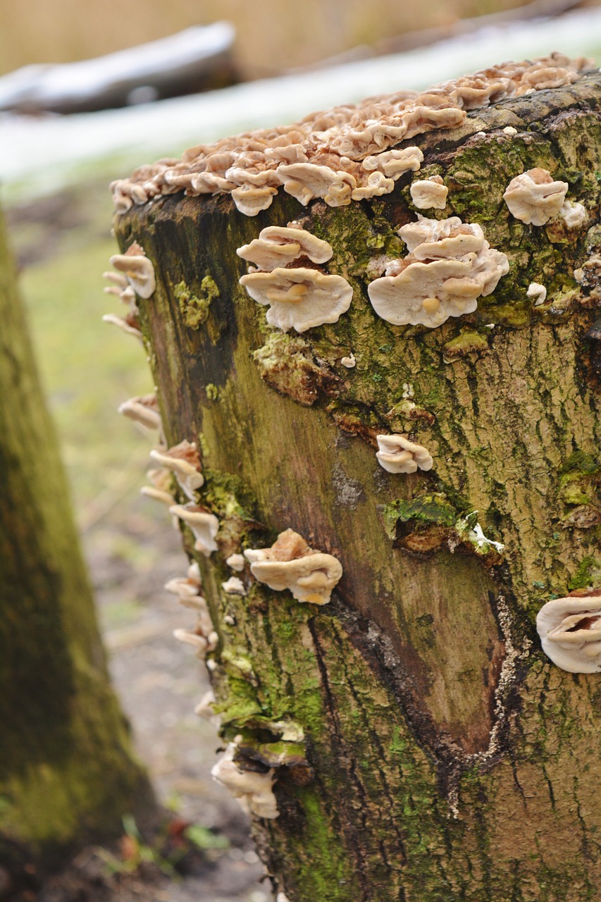 tree nature mushroom free photo