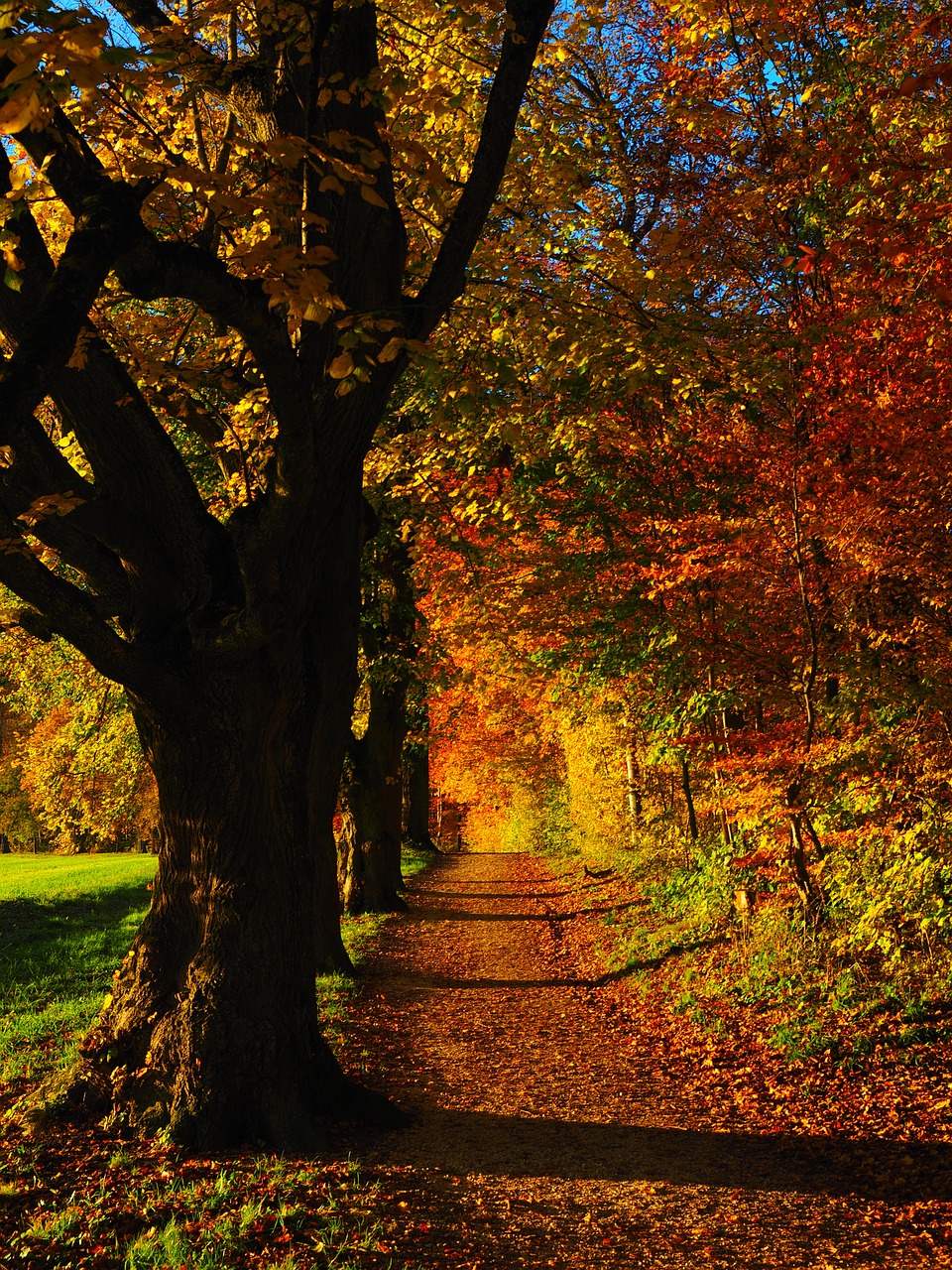 tree avenue back light free photo