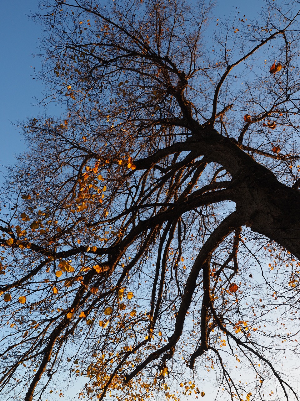 tree autumn linde free photo