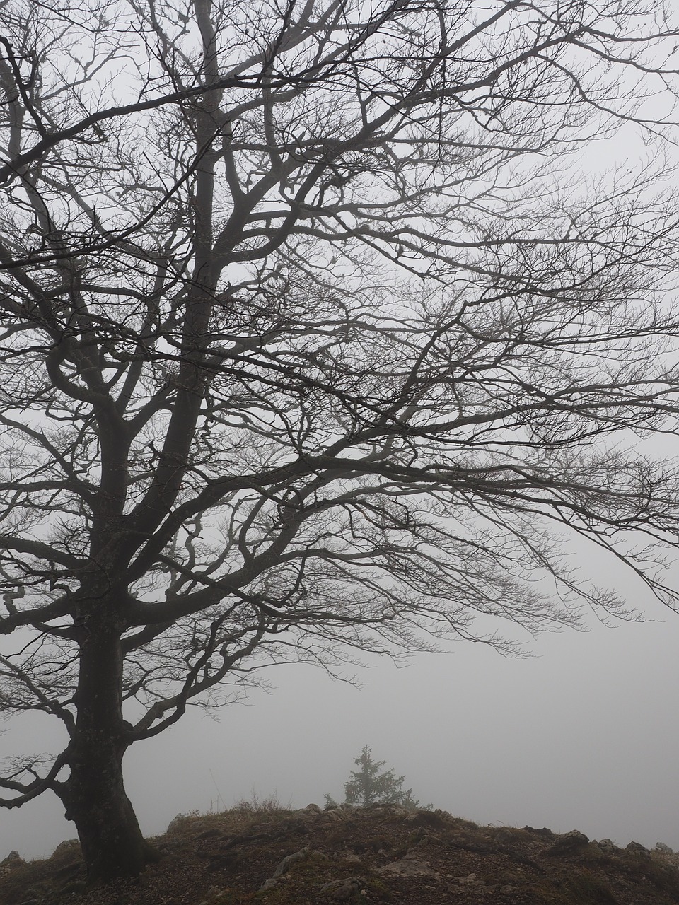 tree beech foggy free photo
