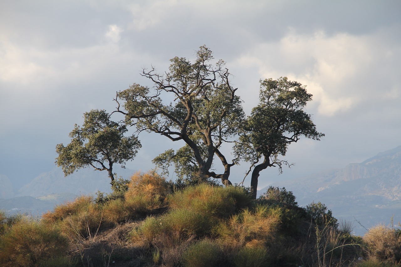 tree landscape autumn free photo