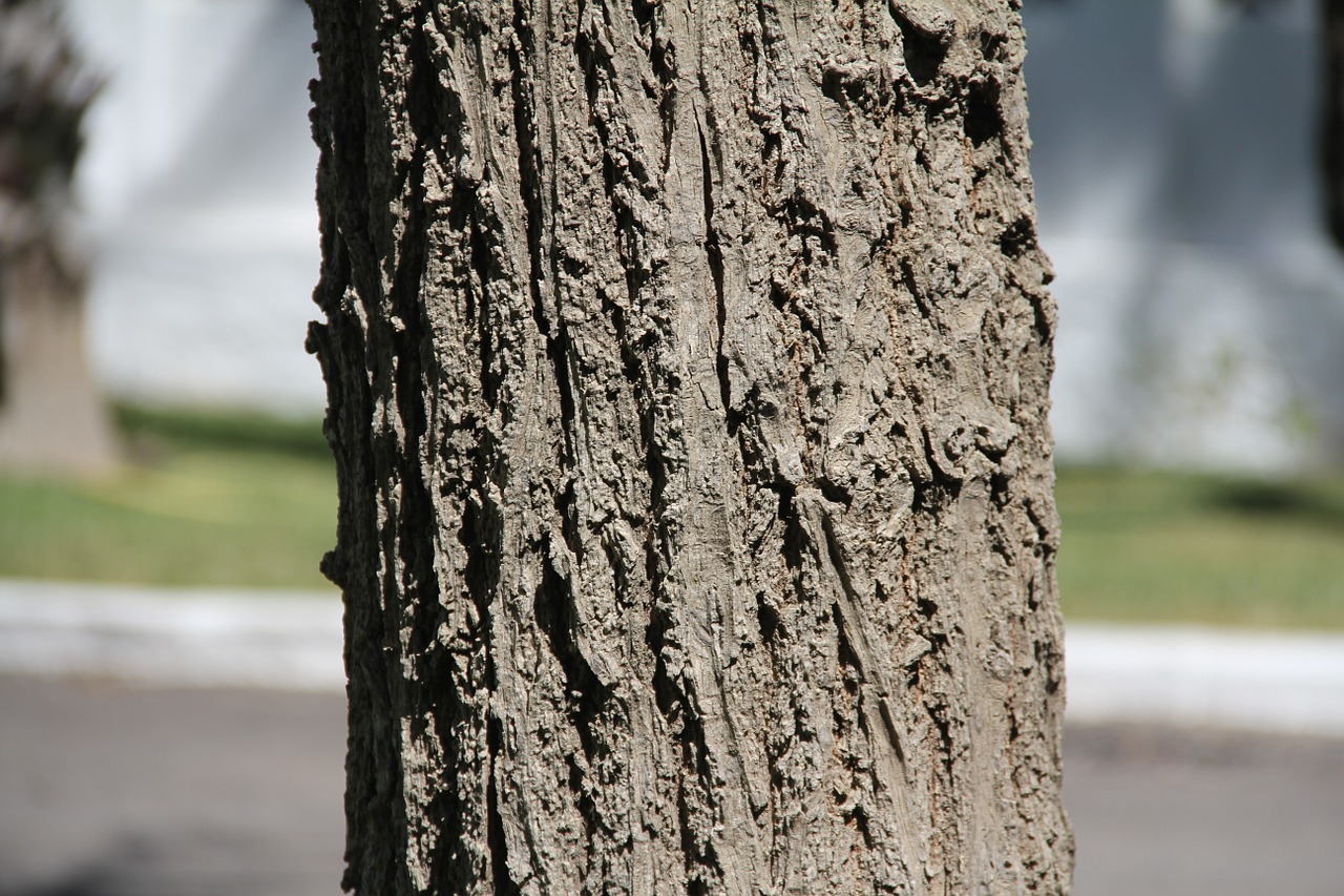 tree trunk nature free photo