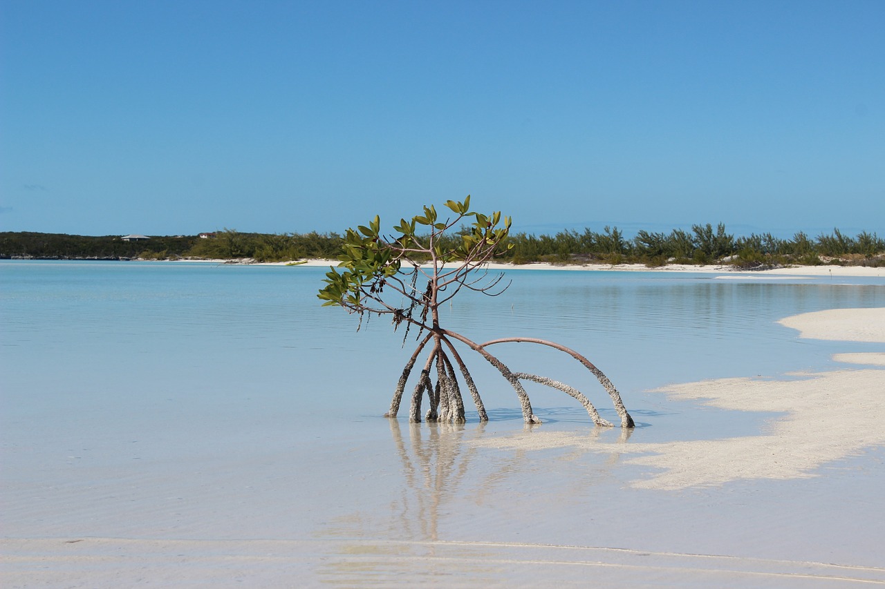 tree beach sand free photo