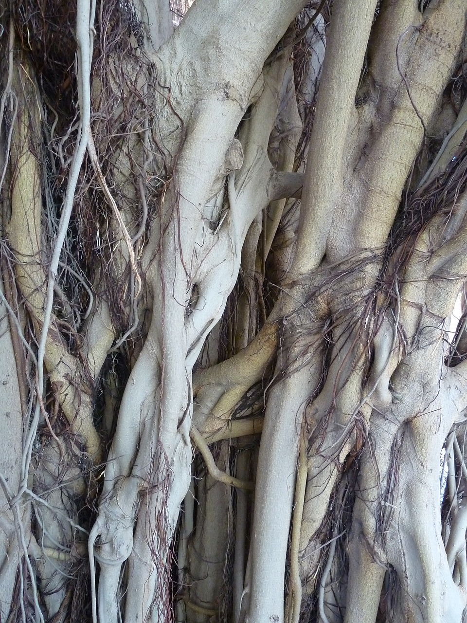 tree root ficus free photo