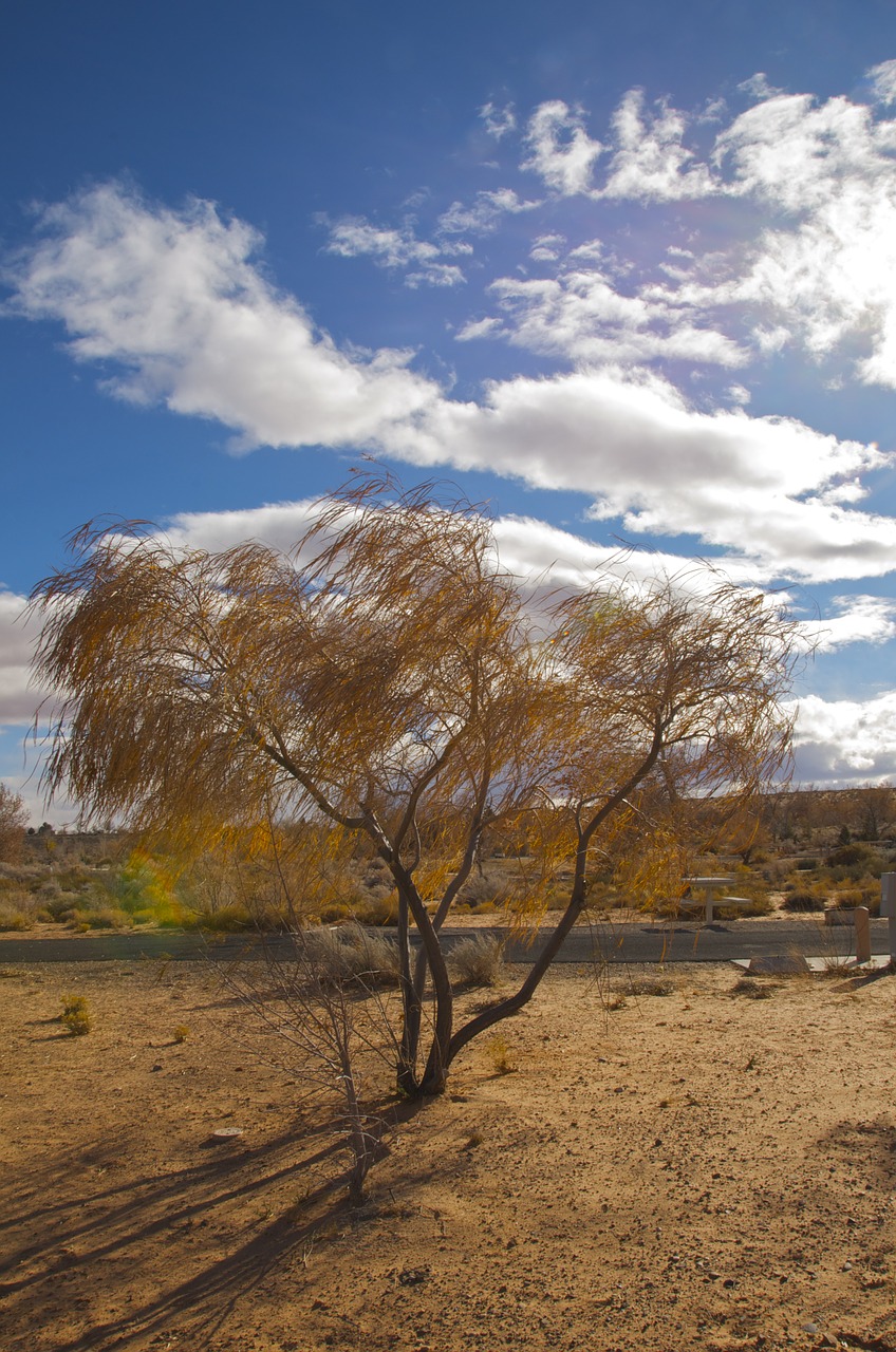 tree nature landscape free photo