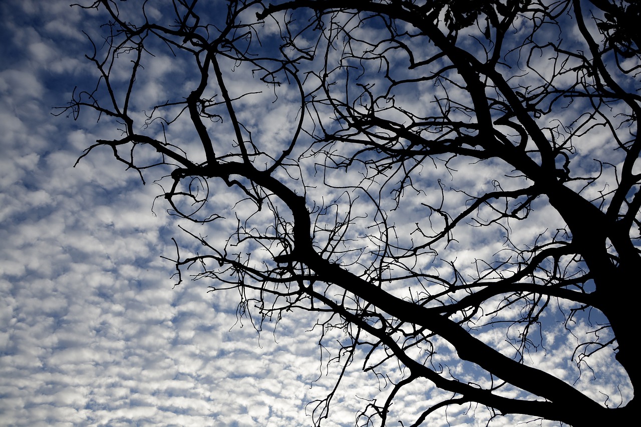 tree sky clouds free photo