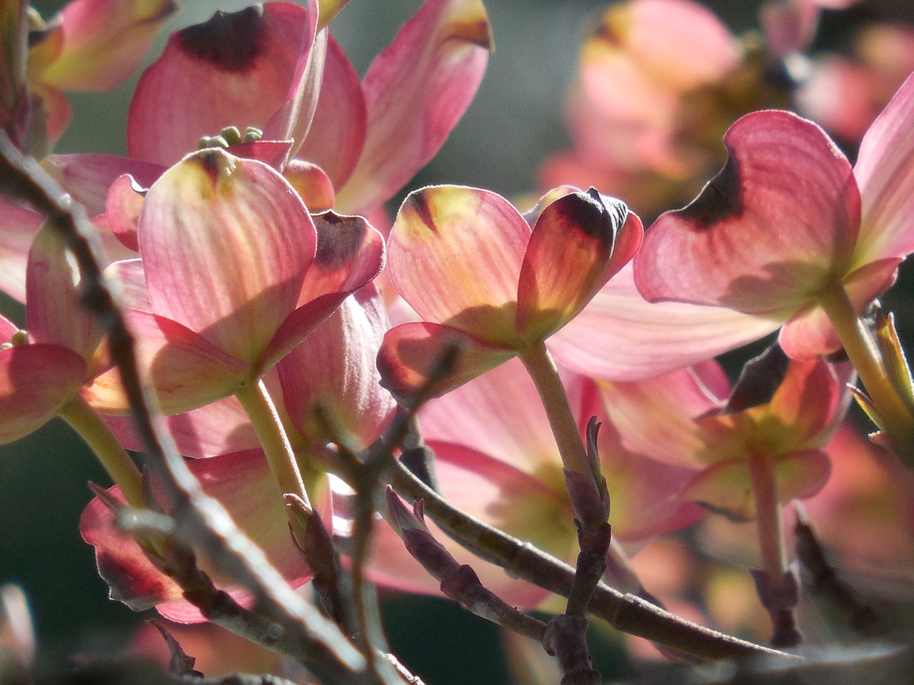 tree dogwood spring free photo