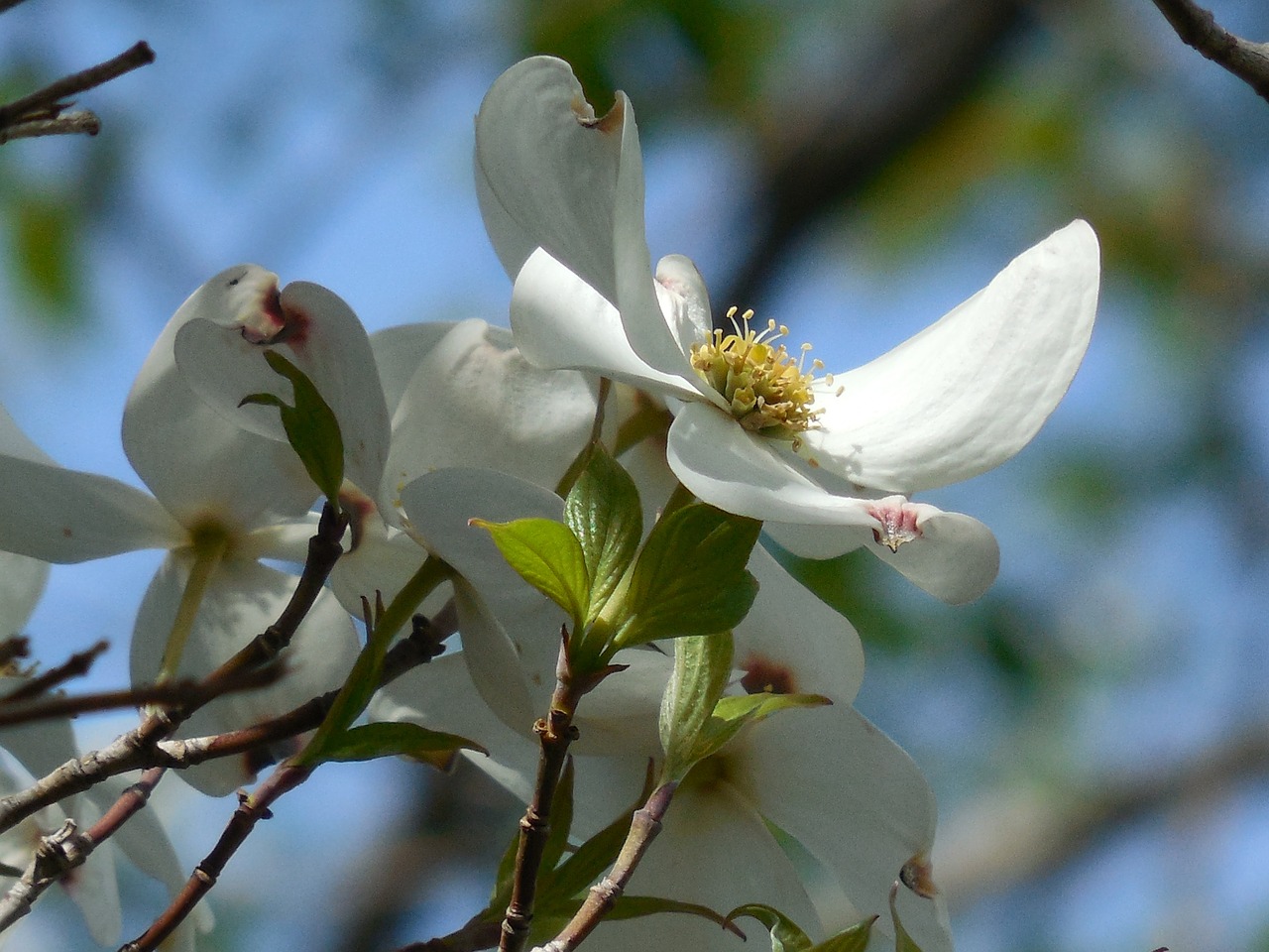 tree dogwood spring free photo