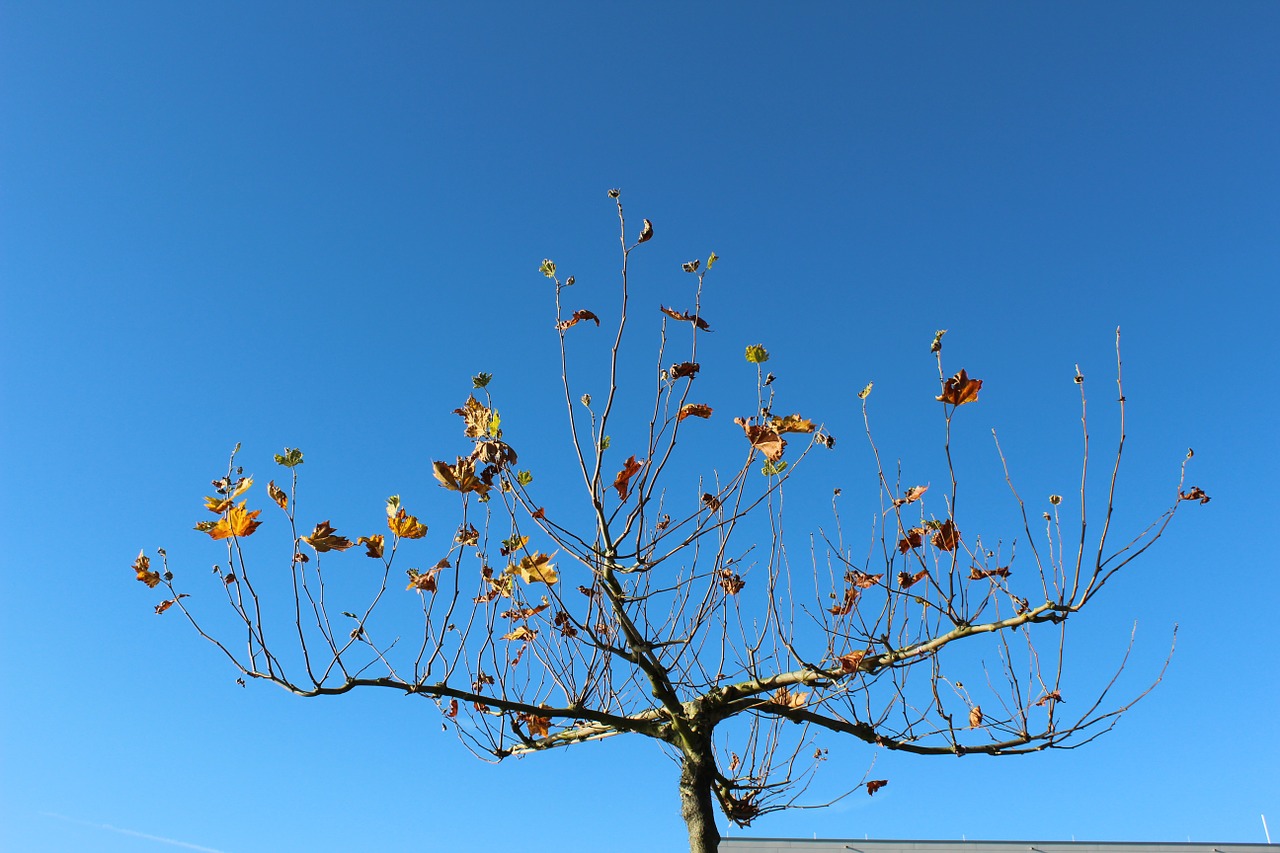 tree sky autumn free photo