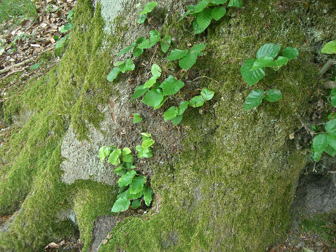 tree green moss free photo