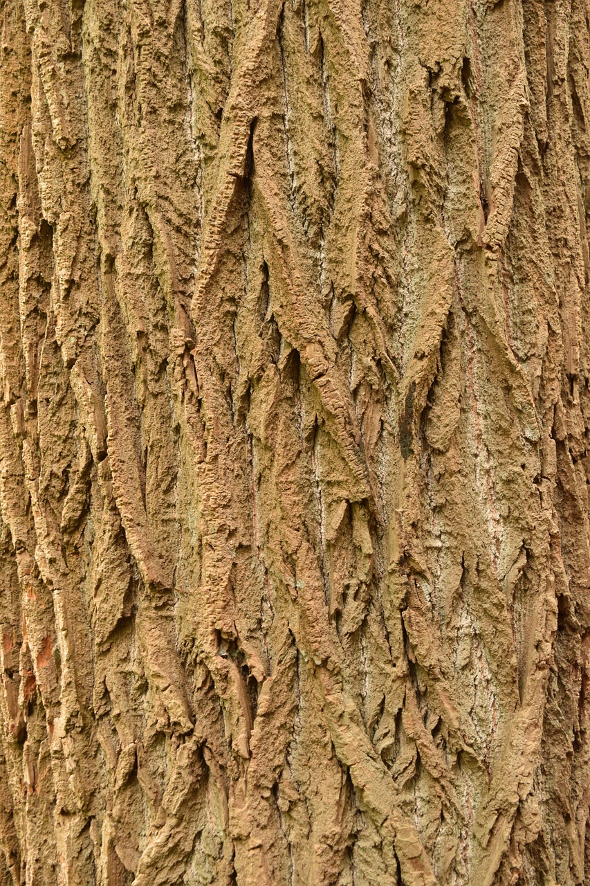 tree bark structure free photo