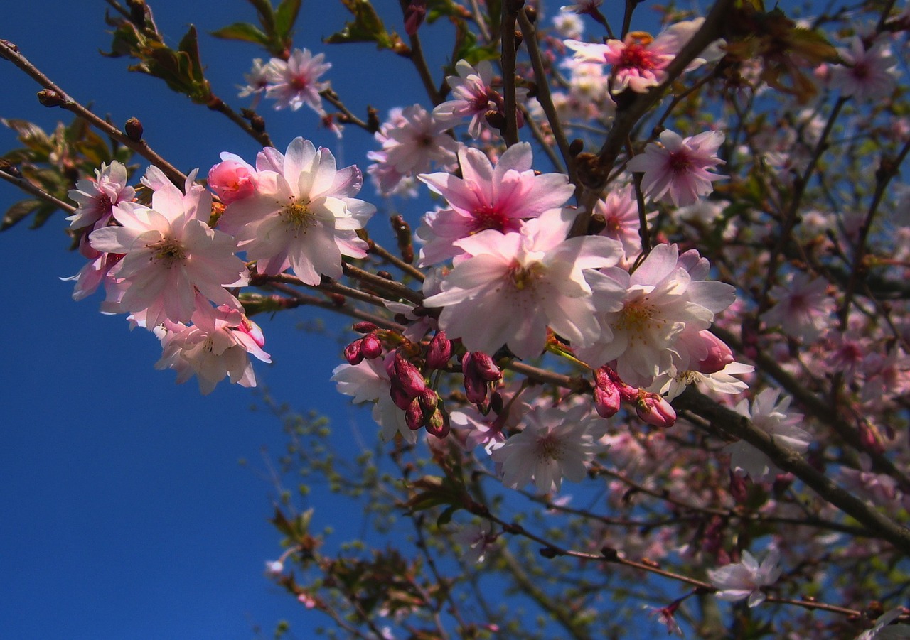 tree blossom bloom free photo