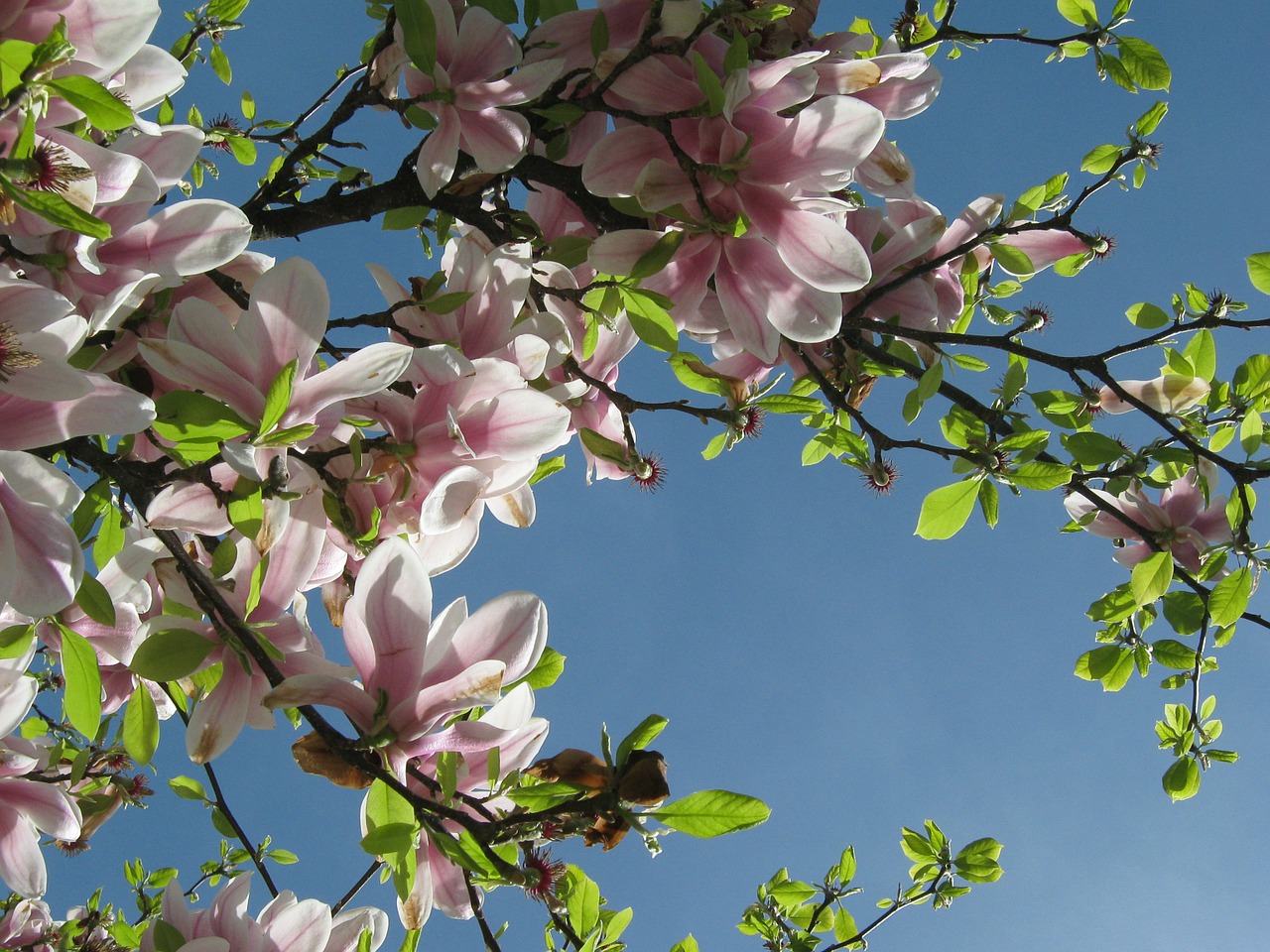 tree blossom bloom free photo