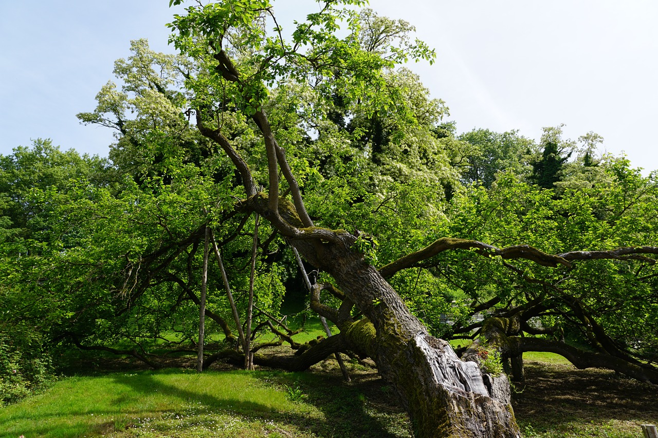 tree garden nature free photo