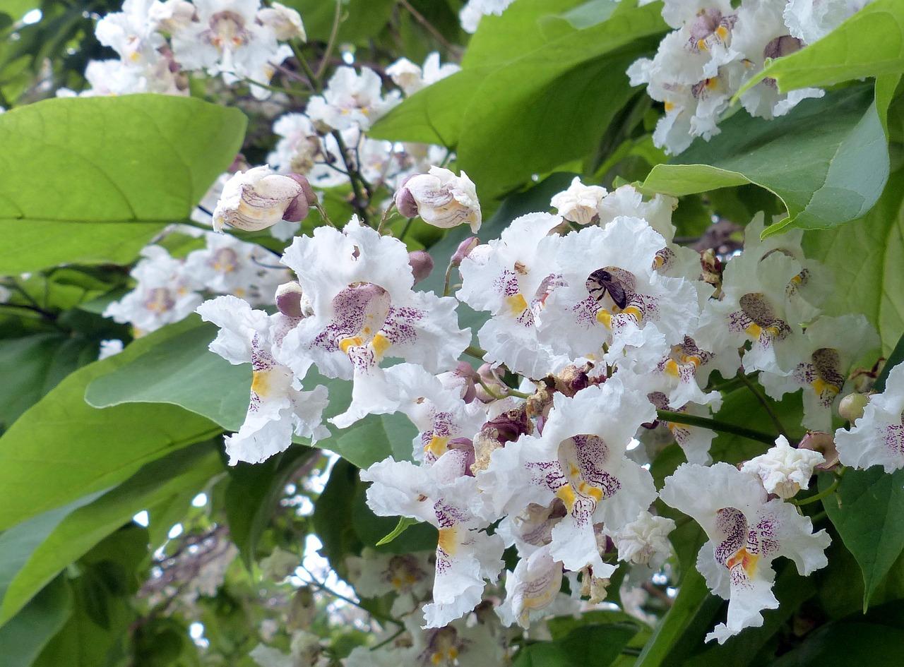 tree catalpa blossom free photo