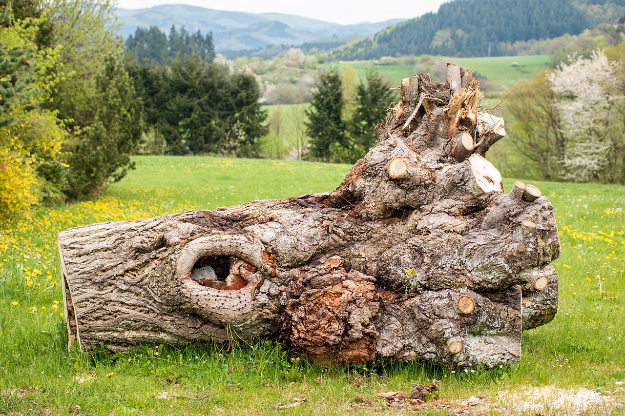 tree log eifel free photo