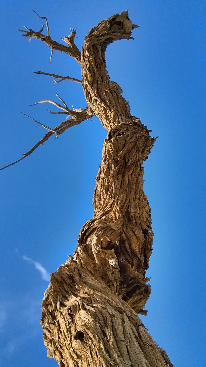 tree the scenery nature free photo