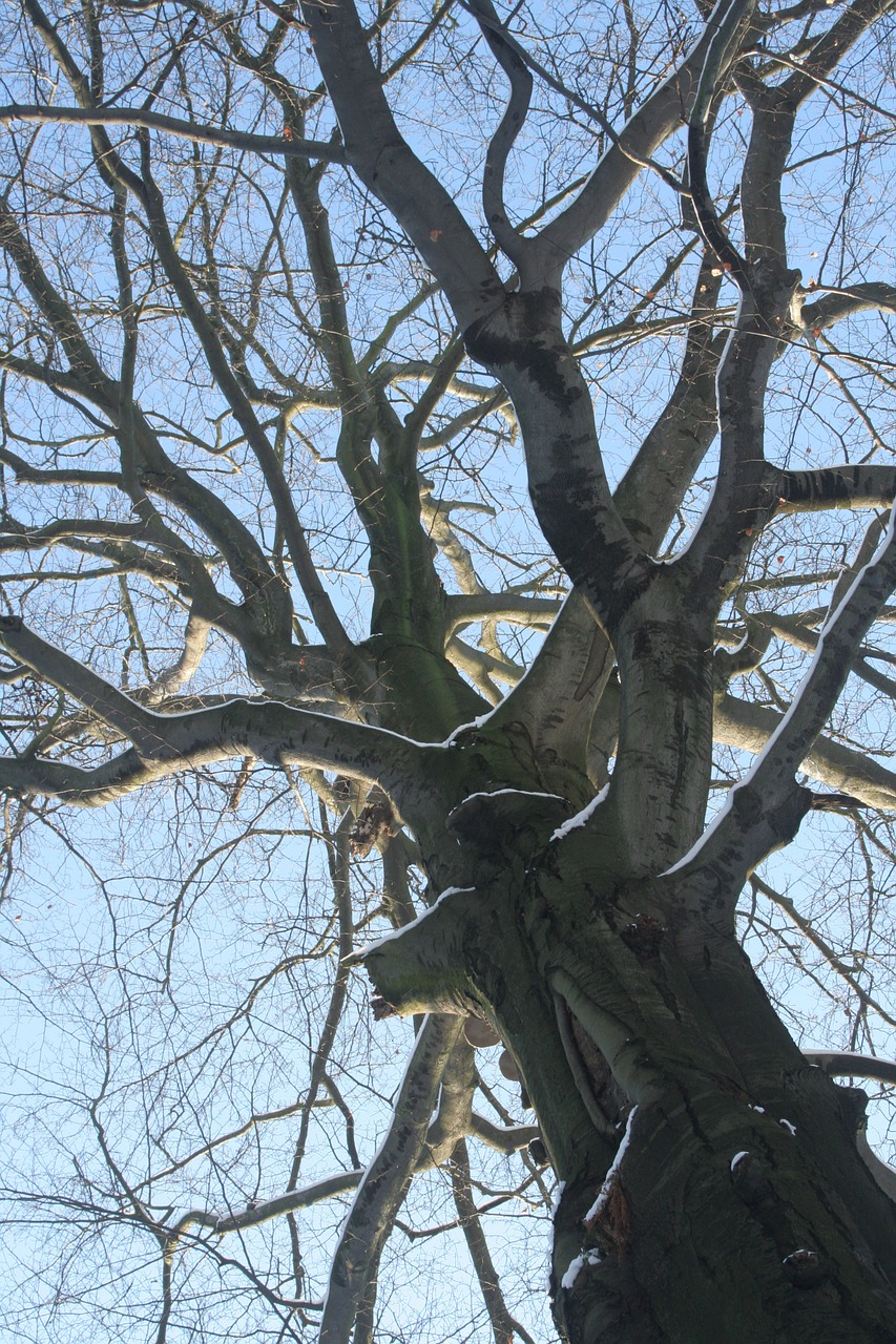 tree forest winter free photo