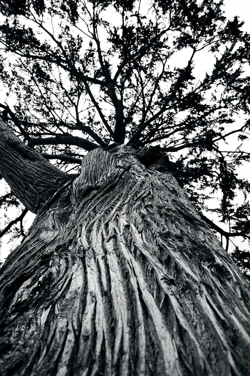 tree large nature free photo