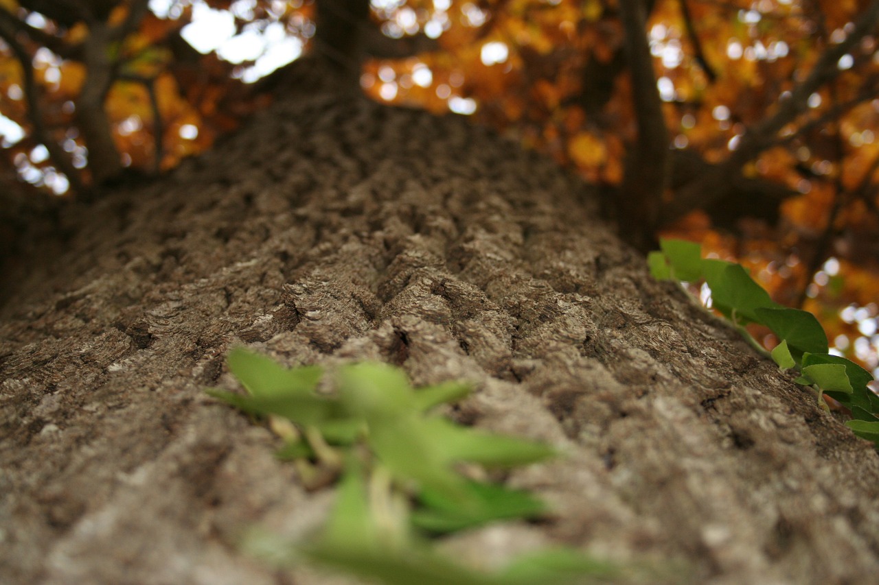 tree tree bark autumn free photo