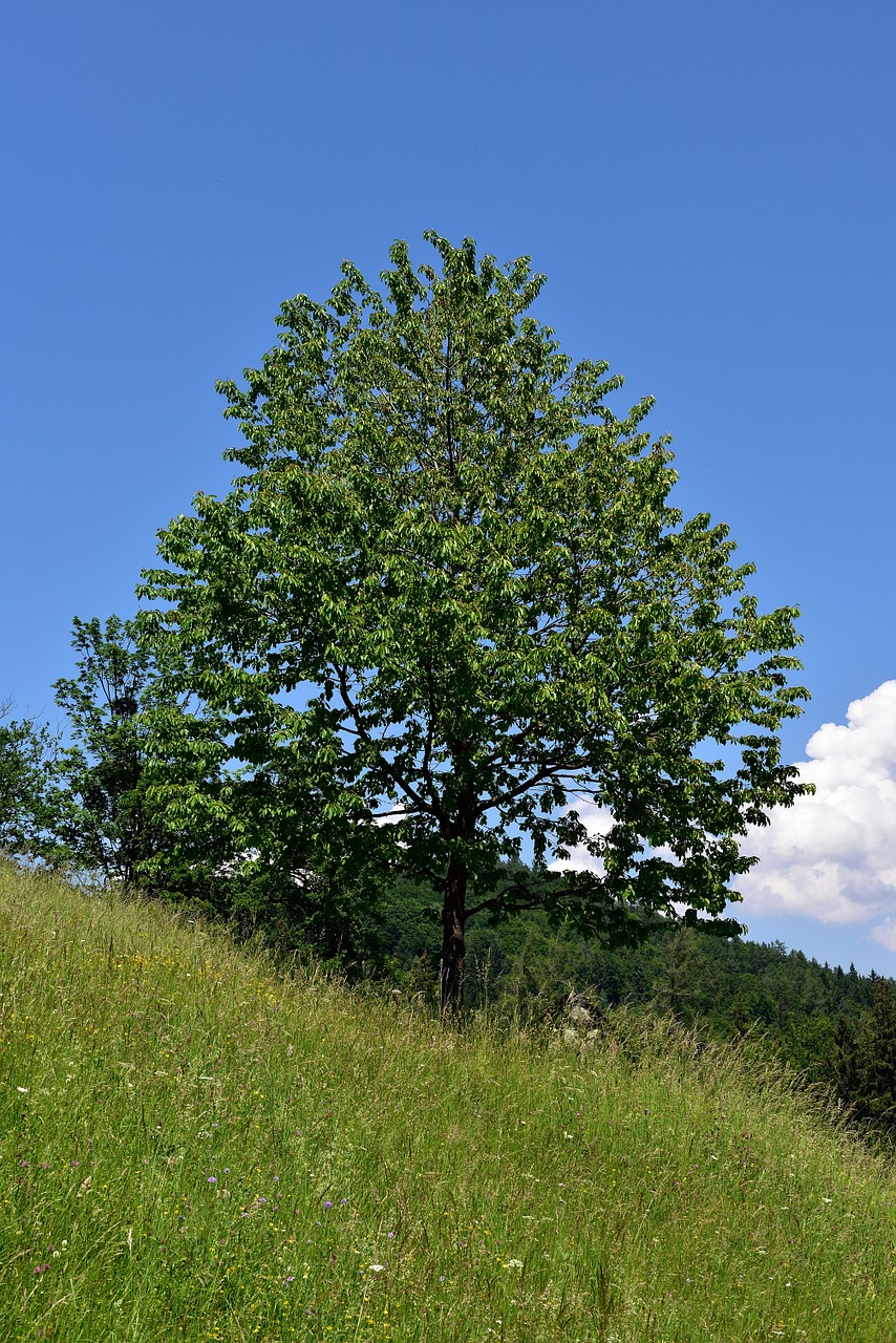 tree deciduous tree landscape free photo