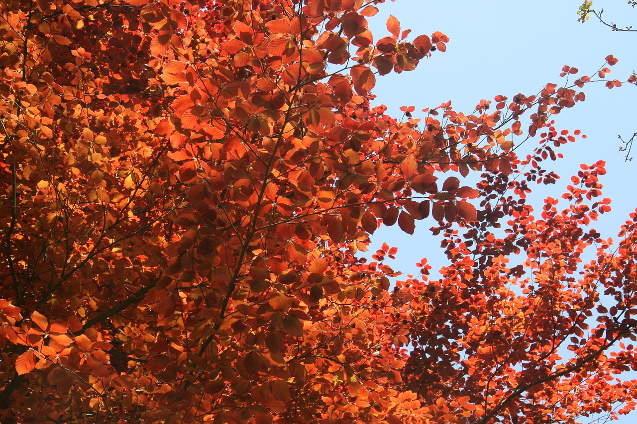 tree nature red free photo