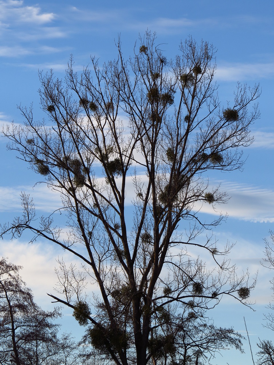 tree poplar white poplar free photo