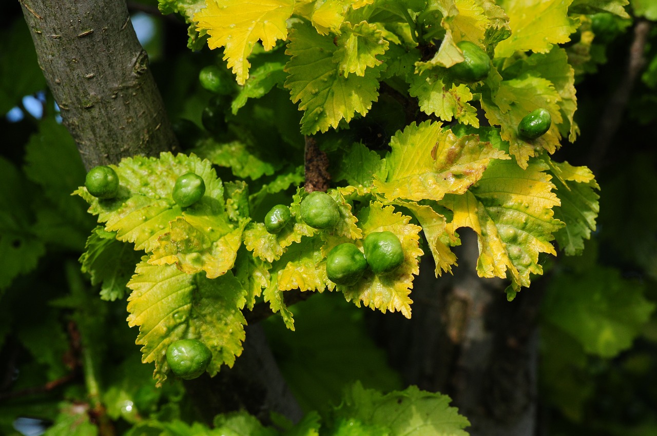 tree gold elm smith free photo