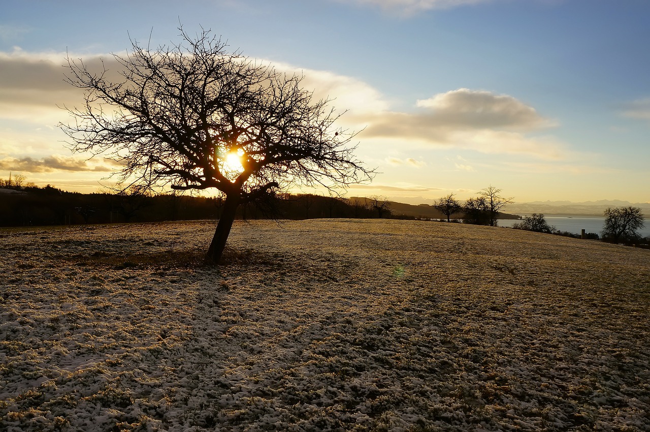 tree winter trees snow free photo