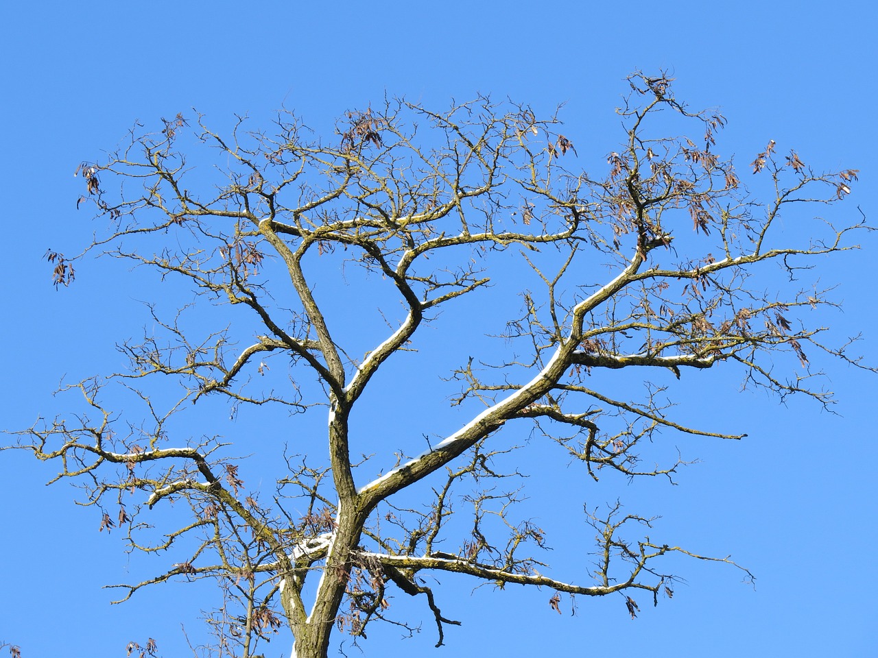 tree aesthetic branches free photo