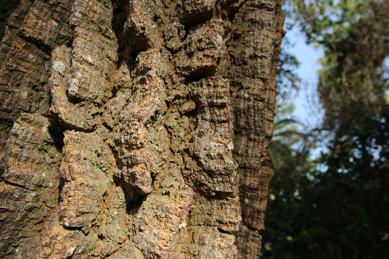 tree bark log free photo