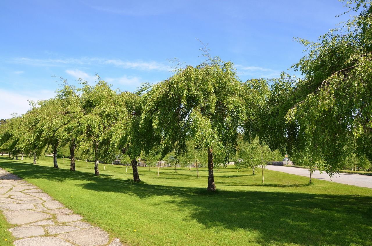 tree natur natural free photo