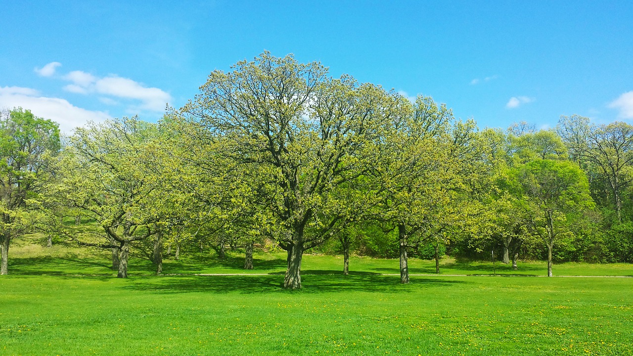 tree spring nature free photo