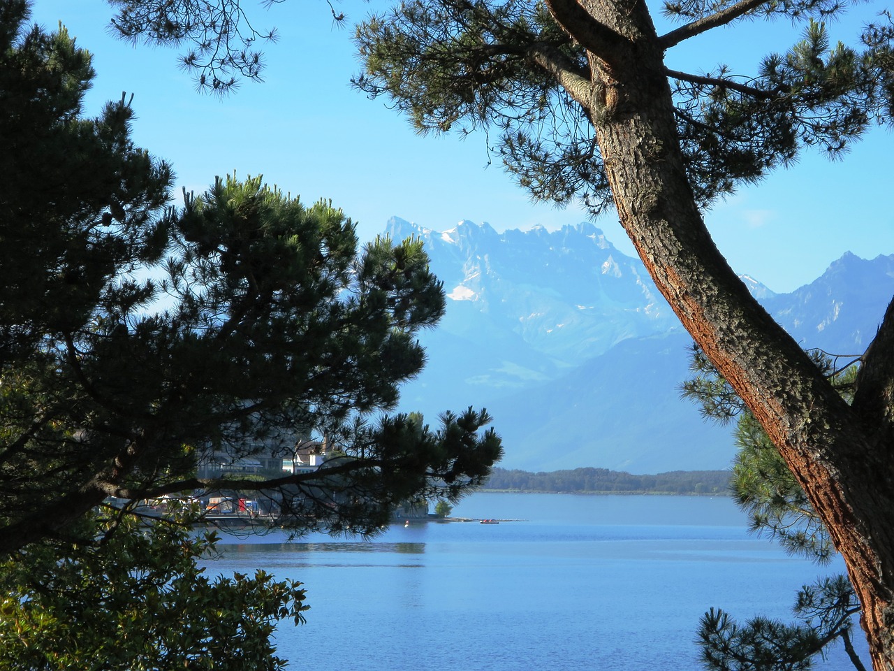 tree mountains lake geneva free photo