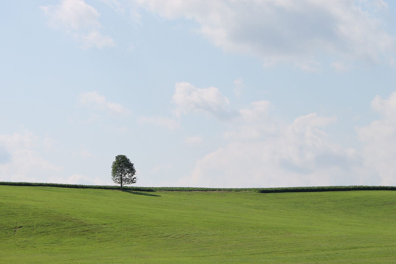 tree green sky free photo