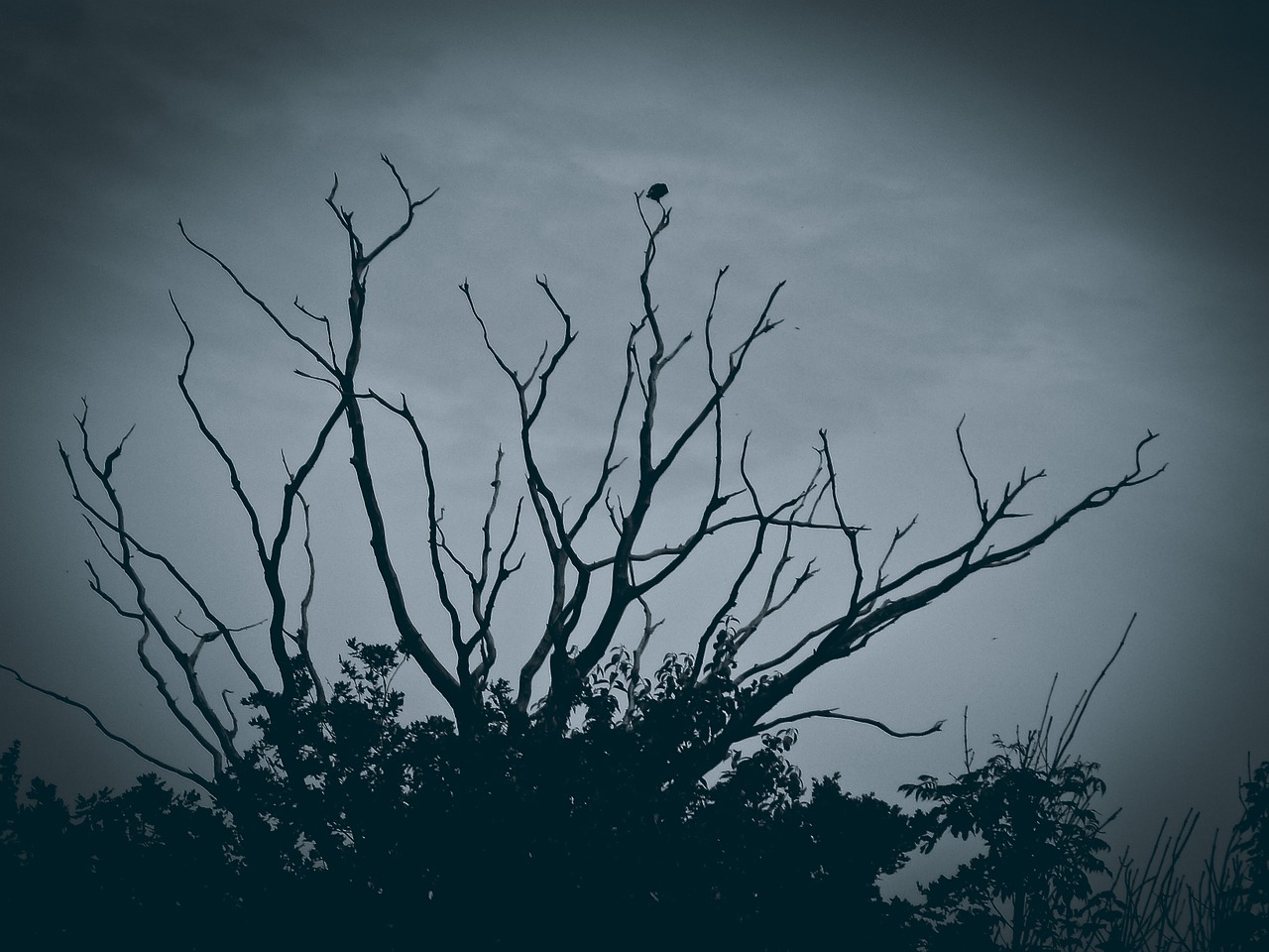 tree gloomy mood free photo