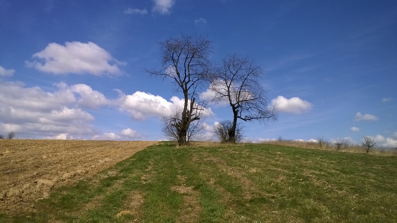 tree field sky free photo