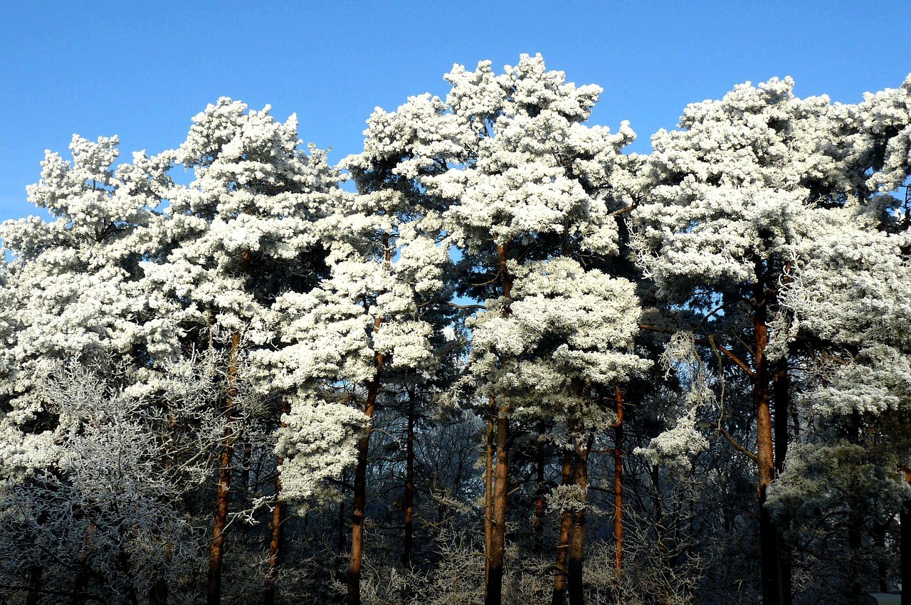 tree winter frost free photo