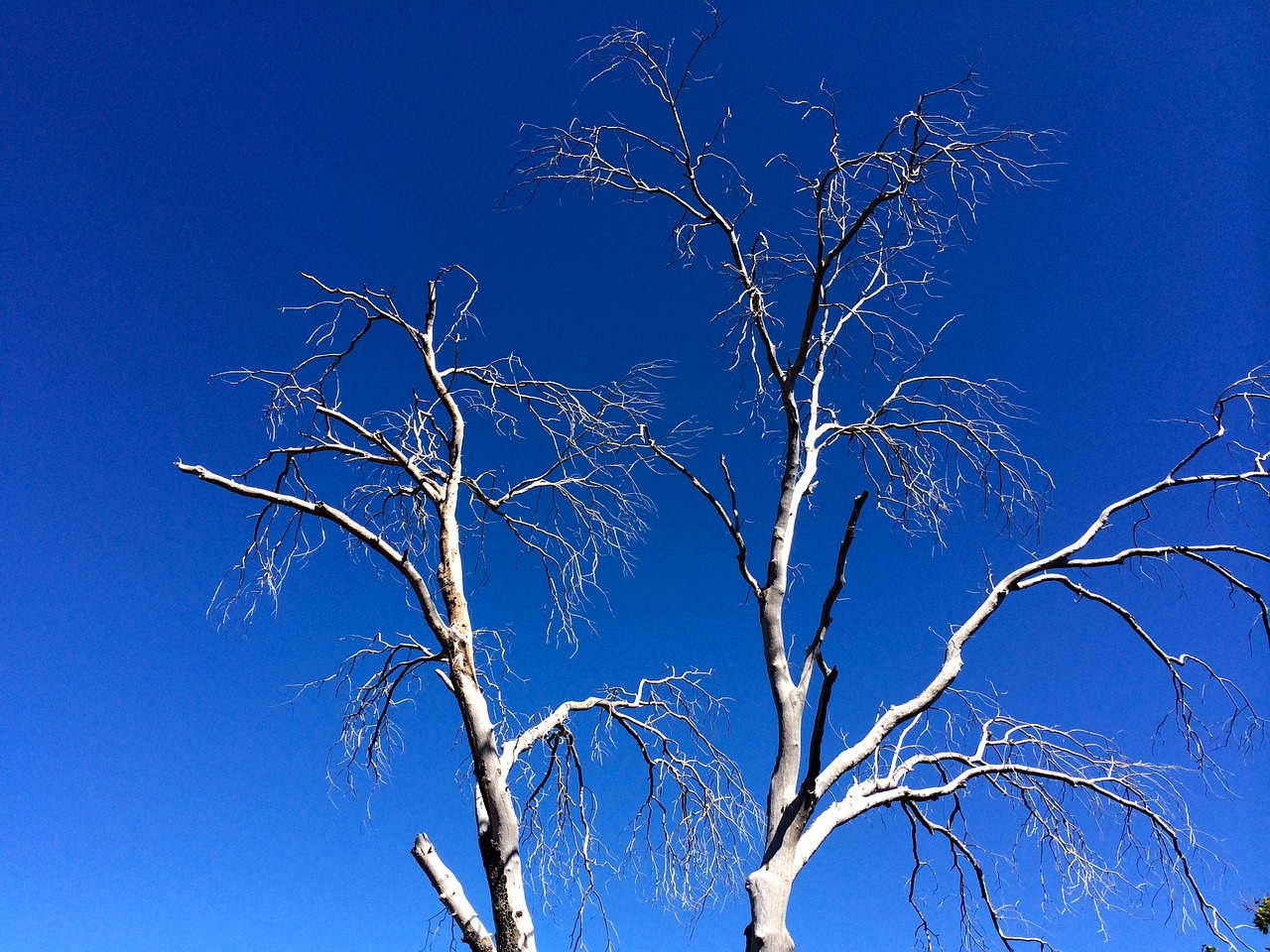 tree sky nature free photo