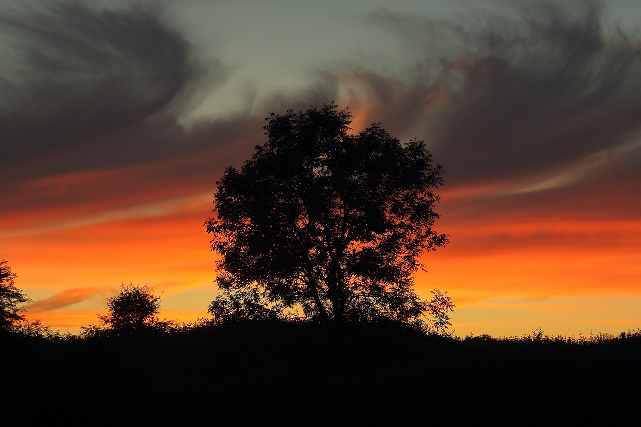 tree silhouette sunset free photo