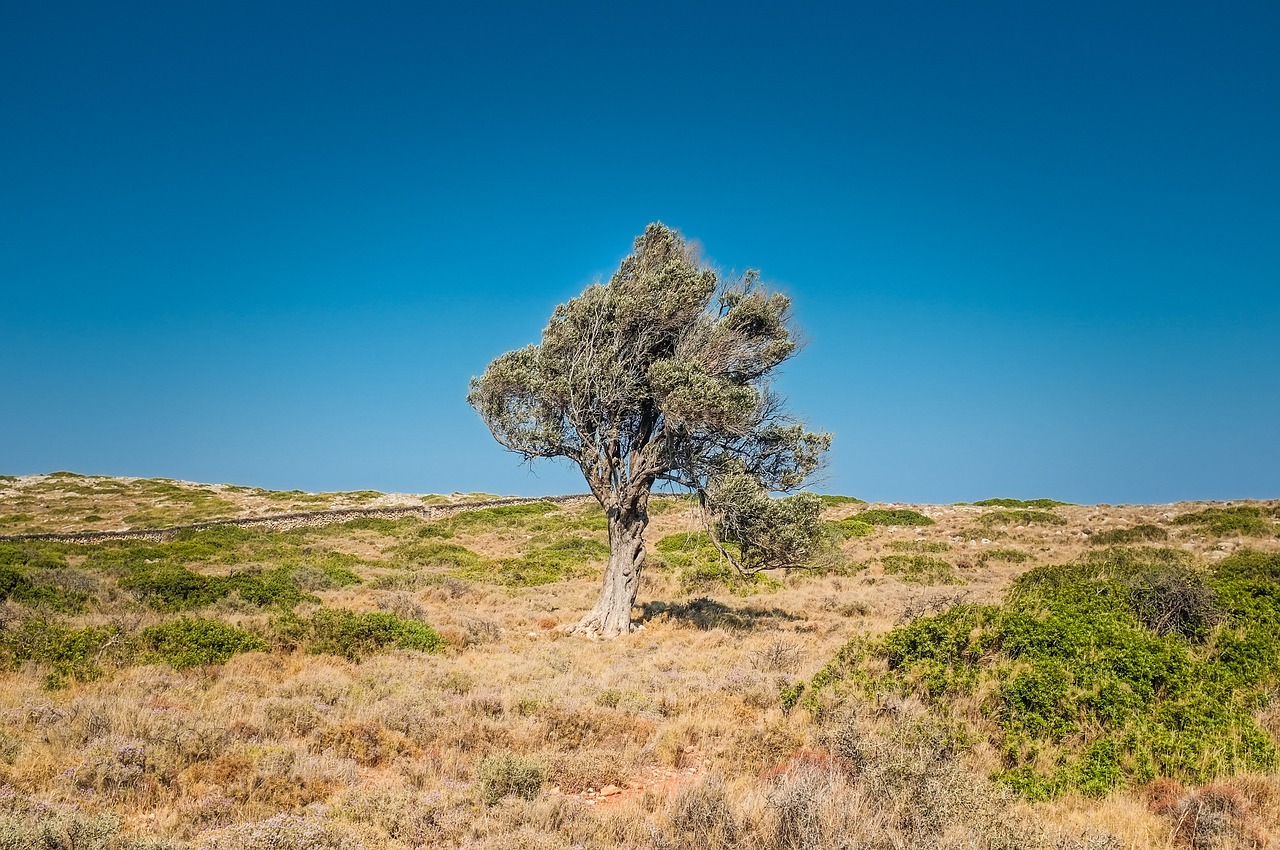 tree arid desert free photo