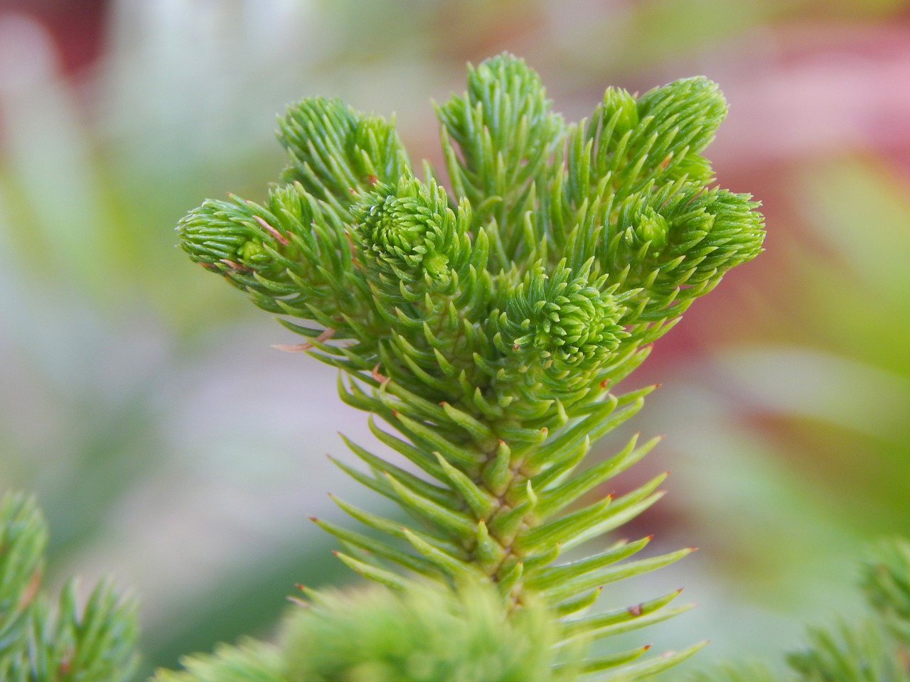 tree tree flower nature free photo