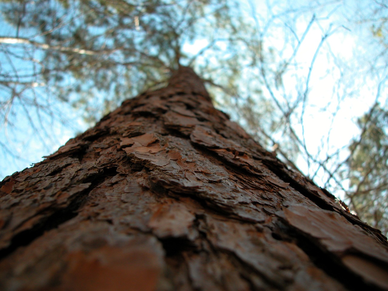 tree trunk texture free photo