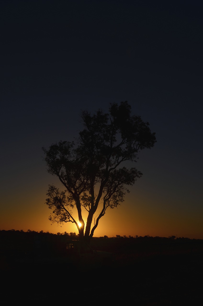 tree sunset silhouette free photo