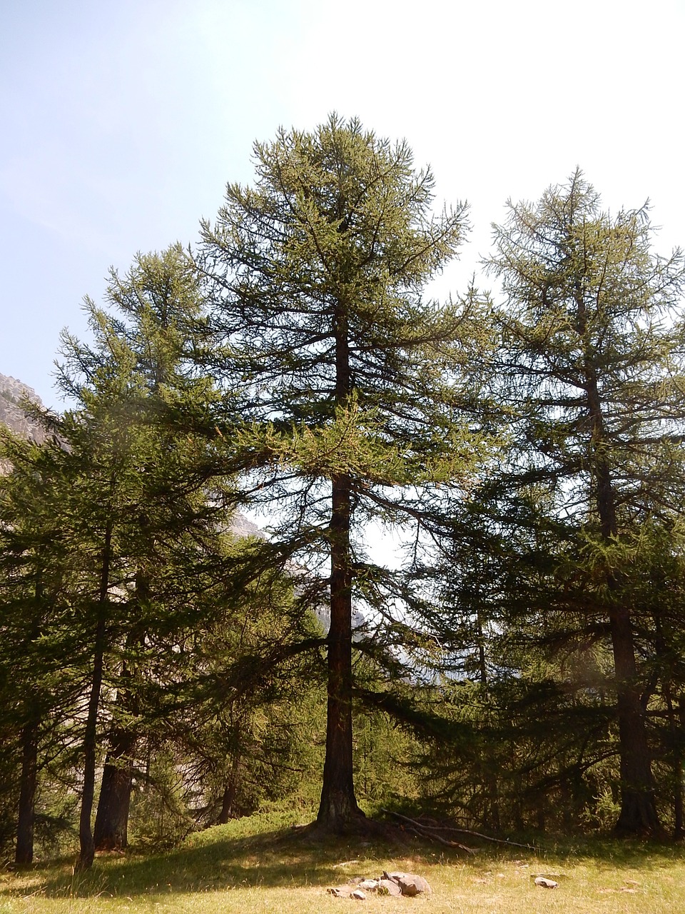 tree forest trunk free photo