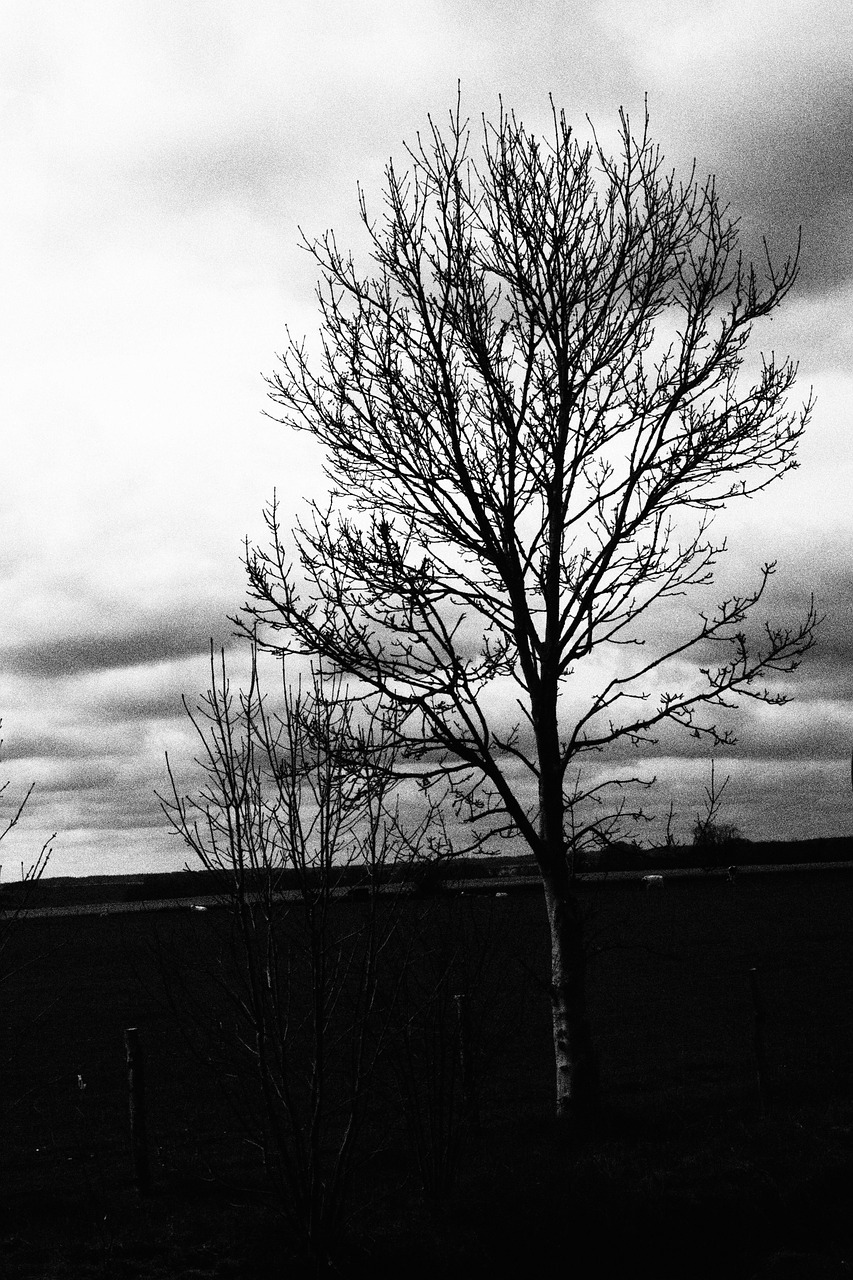 tree shadow black and white free photo