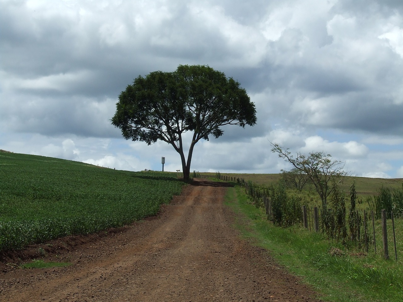 tree road landscape free photo