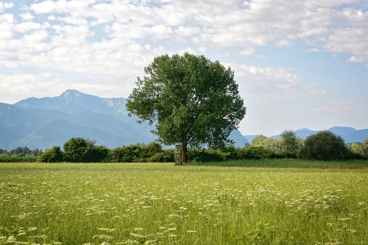 tree individually nature free photo